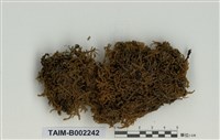 藏品(灰苔屬)的圖片